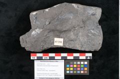 Foto (Objekt + Etikett) von Taeniopteris pseudosimplex Ettingshausen (NHMW-GEO-2024-0188-10291)